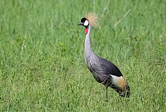 Gray Crowned-Crane